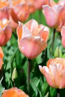 Tulipa gesneriana 'Apricot Beauty' 