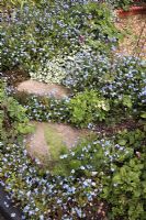 Myosotis, Aquilegia, Lamium, Melissa officinalis, Tanacetum parthenium and Foeniculum vulgare in between stepping stones in front garden