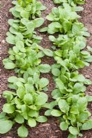 Turnip seedlings