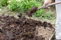 Spreading manure in to raised beds with fork