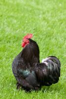 Bantam cock on lawn
