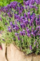 Lavandula stoechas in hessian wrapped container - RHS Chelsea Flower Show 2008