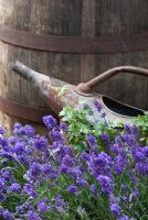 Old watering can and wooden water butt with Lavandula in foreground - RHS Chelsea Flower Show 2008