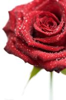 Red Rose with water drops 