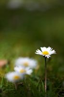 Bellis - Daisy in the grass