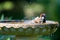 Male House Sparrow washing in a birdbath 