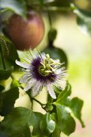 Passiflora edulis var. flavicarpa - Flower and fruit in background