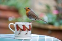 Robin on mug 