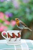 Robin on mug