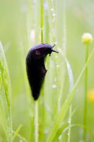 Slug climbing up a grass stem