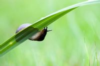 Slug on leaf 