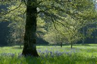 Endymion non-scriptus under an Oak tree in spring
