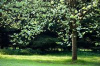 Sorbus aria 'Lutescens' - Whitebeam