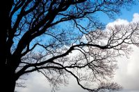 Quercus - Oak tree silhouette against sky