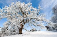 Quercus - Snow covered Oak tree against blue sky
