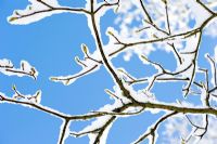 Sycamore buds and snow covered branches against blue sky 