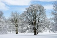 Winter Trees against blue sky