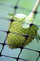Ripening organic Strawberry protected from birds with netting