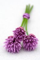 Allium schoenoprasum - Flowering Chives
