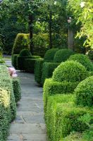 Clipped Buxus hedging