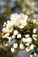 Prunus avium - Blossom of 37 year old Wild Cherry 