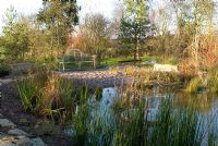 Natural Swimming pool with reeds and grasses including Typha latifolia and surrounding mixed trees in November