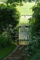White wooden gate at the end of a path with a Fagus hedge and Anthriscus sylvestris