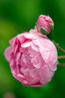 Rosa macrantha 'Raubritter' 