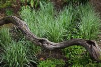 Driftwood feature amongst Calamagrostis 'Avalanche' 