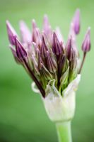 Emerging flower of Allium christophii