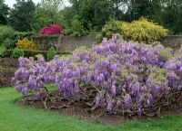 Free standing Wisteria sinensis AGM - Savill Gardens Windsor