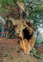 Quercus - Hollow Oak tree