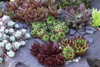 Sempervivums and Sedum spathulifolium growing in a trough with slate