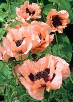 Papaver orientale 'Mrs Perry' AGM