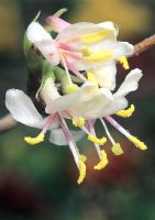 Lonicera 'Standishii' - Winter flowering Honeysuckle