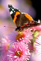 Red Admiral Butterfly on Aster flowers