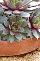 Sempervivum 'Lilac Time' in terracotta pot