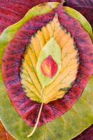 Autumn leaves - Hamamelis, Quercus robur, Acer, Cotinus coggygria and Magnolia