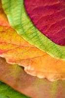 Autumn leaves - Hamamelis x intermedia 'Diane', Quercus robur, Acer capillipes, Rhus potanini and Cotinus coggygria 