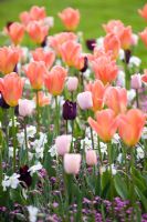 Tulipa 'Stunning Apricot', Narcissus and Brunnera