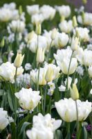 Tulipa 'White Triumphator' and Tulipa 'Mount Tacoma'