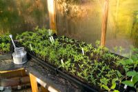 Several varieties of Cosmea bipinnata and Cosmea sulphurea on heated greenhouse bench