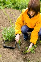 Lady planting celeriac 'Monarch'