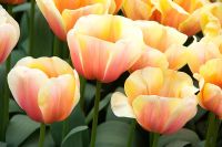 Tulipa 'Ad Rem's Beauty'