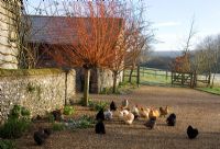 The farm courtyard with bantams - Mitchmere Farm, Sussex