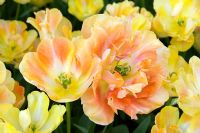Tulipa 'Charming Beauty'