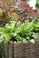 Salad leaves growing in raised wicker bed