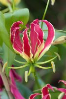 Gloriosa superba 'Rothschildiana' - Glory Lily