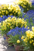 Muscari and Narcissus in pots