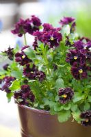 Viola - Burgundy pansy in pot